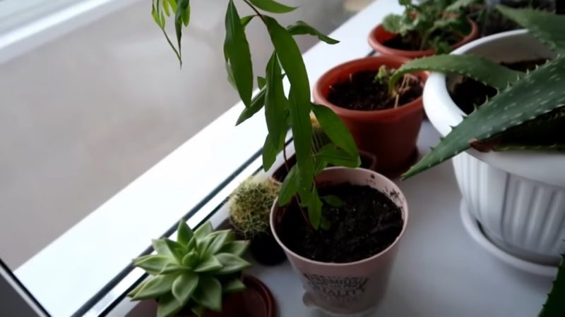 Доступный для всех и простой способ вырастить гранат дома комнатные растения,полезные советы,садоводство