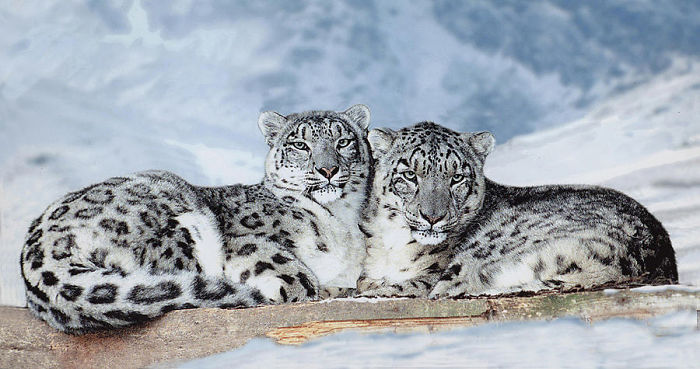 Snow Leopards