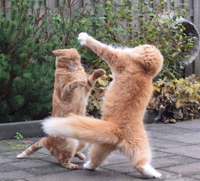 Подборка прикольных картинок  приколы,смешные картинки,юмор