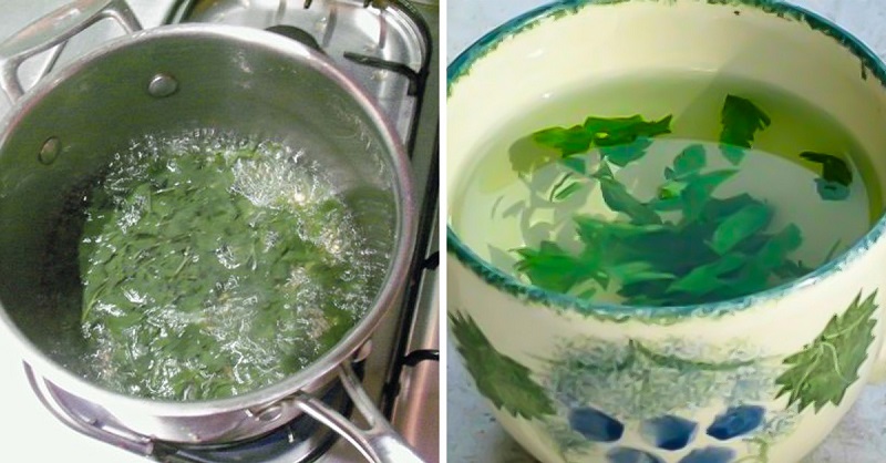 отвар из петрушки для похудения