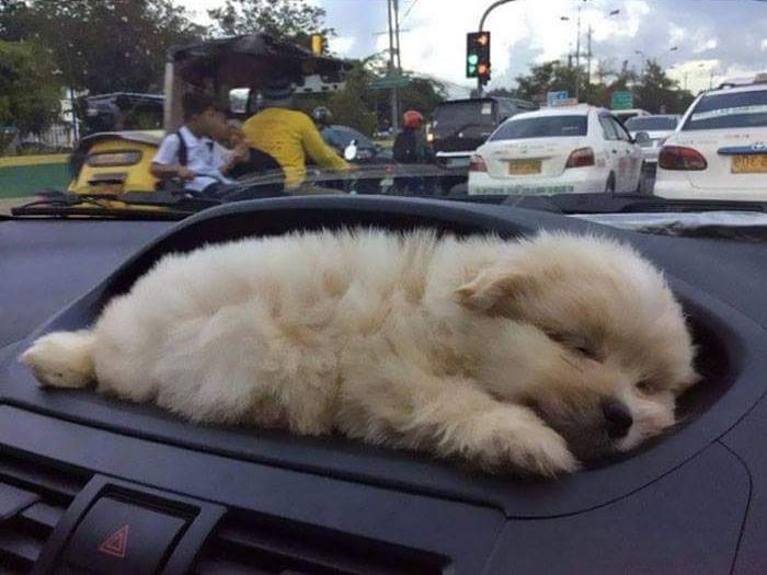 щенок спит под лобовым стеклом в авто