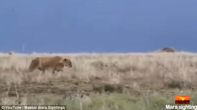 Видео собрало около 1,5 миллионов просмотров в мире животных, дикая природа, животные, львица, неудача, охота, фейл, хищник