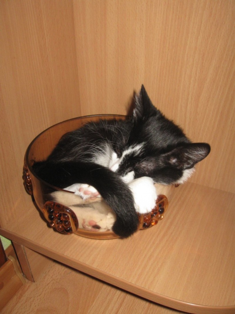 Коты, которых можно налить в любую емкость животные, приколы, удачный кадр, юмор