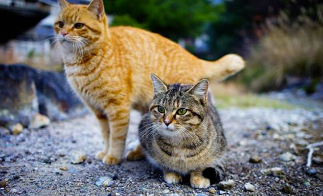 Как кошки чувствуют приближение землетрясения: видео из Японии