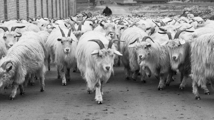 Дошутились. История про моего приятеля и стадо баранов