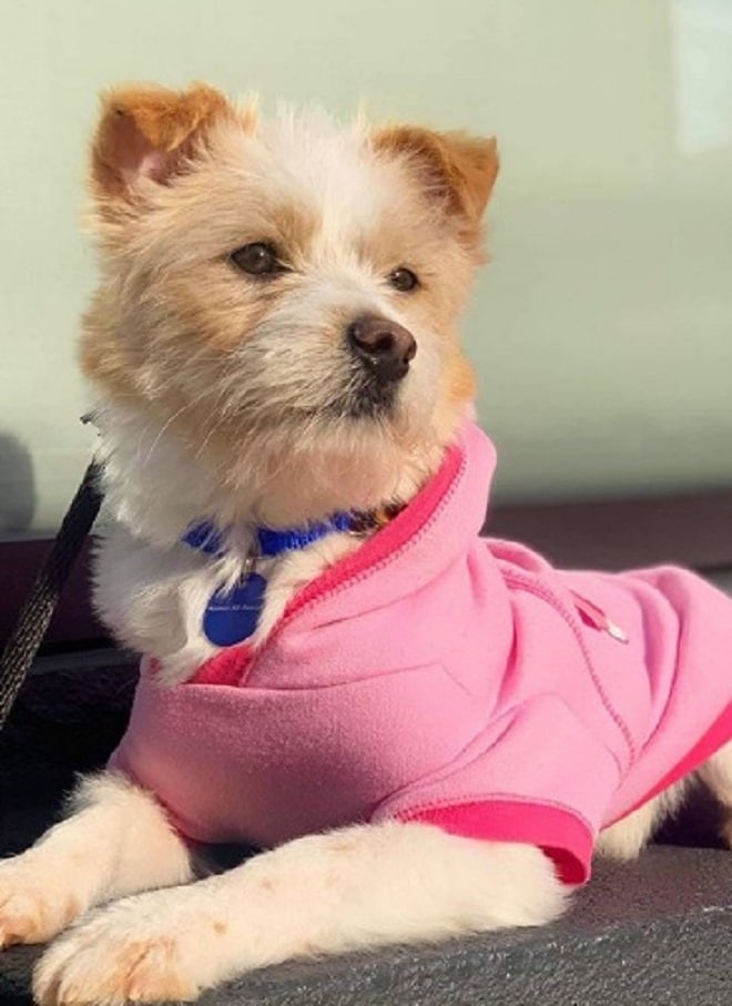 Собака лежит