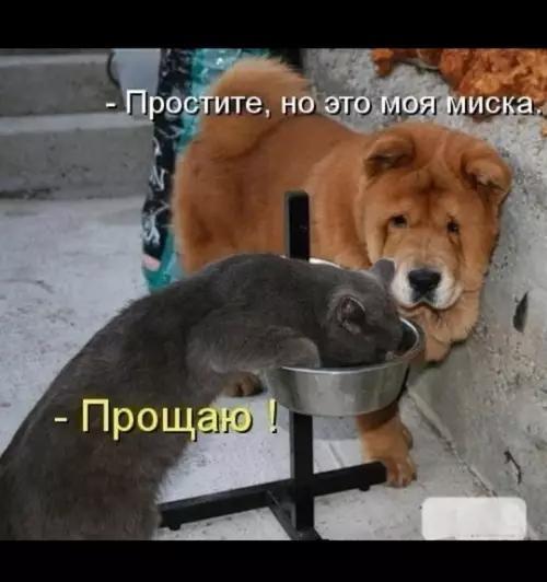 Юмор для тех, кто уже повзрослел и понял, что «праздник» — это когда не звонили с работы 