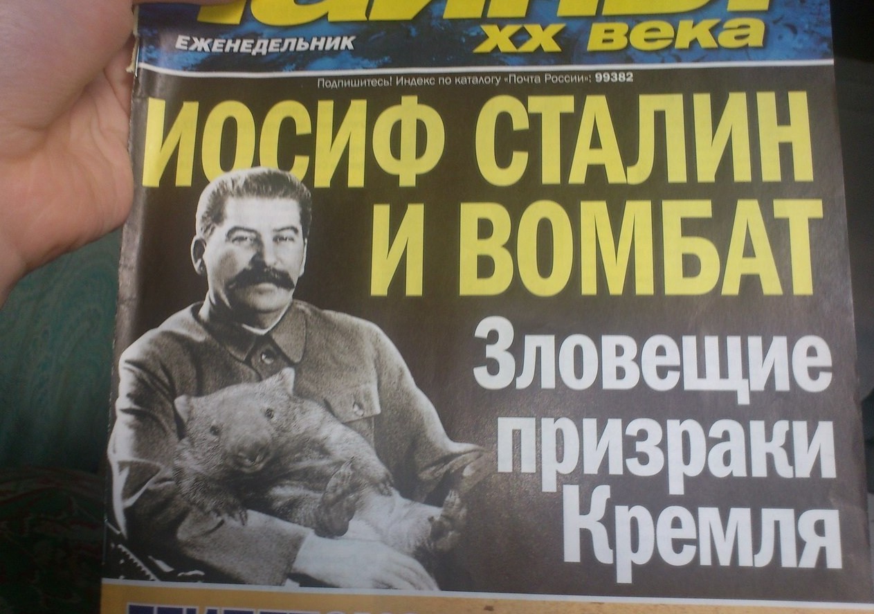 Причём тут вомбат? газеты, смешное, фото