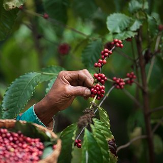 Урожаю крупнейшего производителя кофе предрекли спад из-за глобальной проблемы