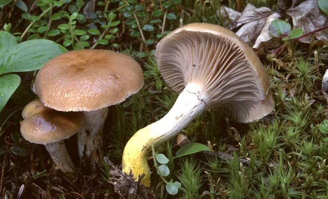 Ученые нашли в Чернобыле гриб, который питается радиацией