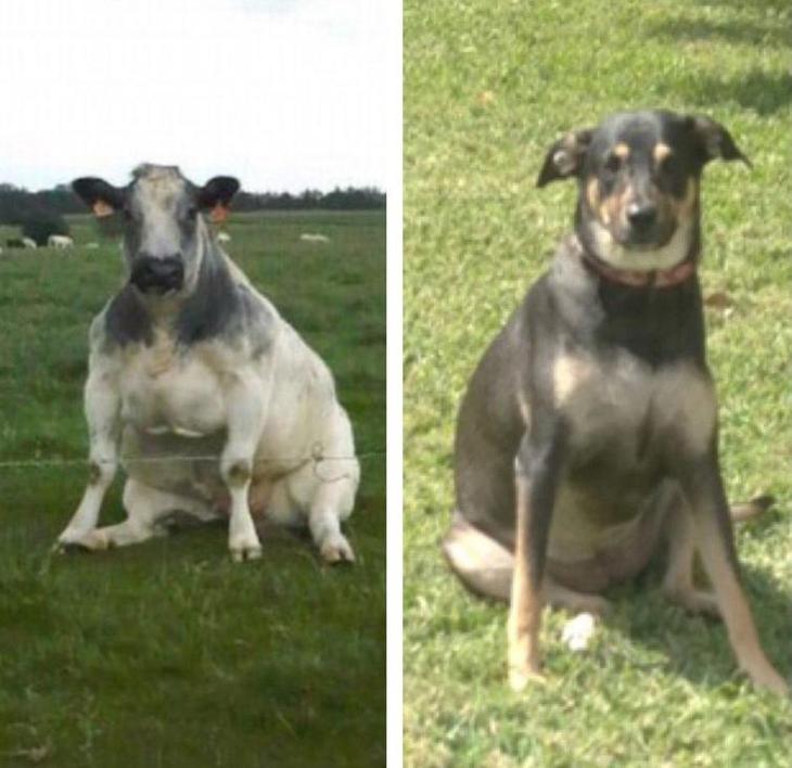 Люди делятся самыми неудачными фотографиями своих питомцев, и это очень смешно Люди делятся самыми неудачными фотографиями своих питомцев, и это очень смешно