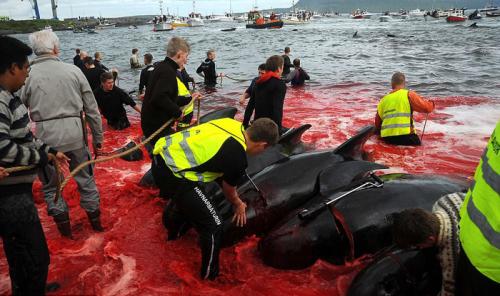 Бойня в Дании дельфинов. «Цивилизованные» европейцы за несколько часов вырезали 1428 дельфинов 11