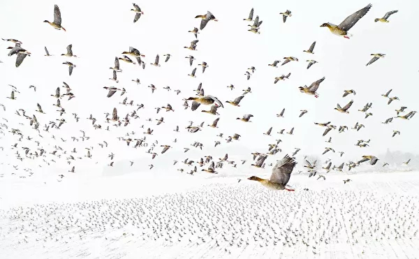 Весной в Норвегии гнездятся тысячи розоногих гусей, которые направляются на нерест в Арктику (на остров Шпицберген). Снимок Терье Колааса из Норвегии Миграция пернатых.  - Sputnik Кыргызстан