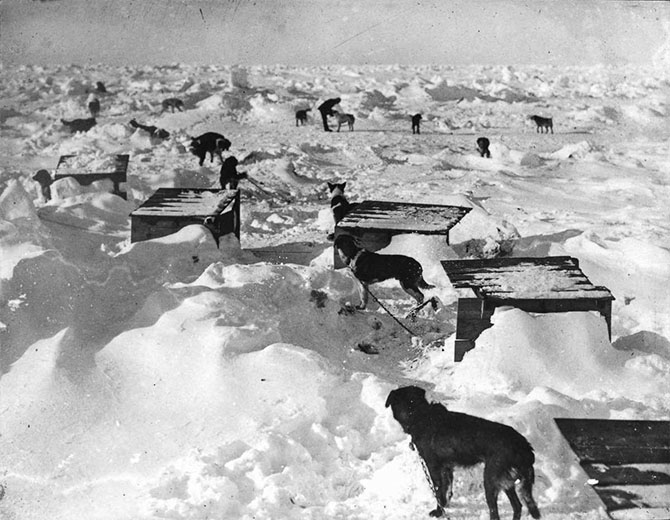 Пленники льдов Антарктики