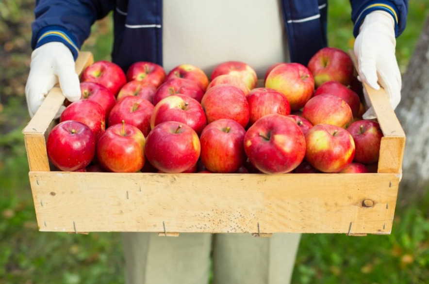Яблочный уксус от сильной усталости, головных болей и против морщин - рецепты Болотова и Джарвиса