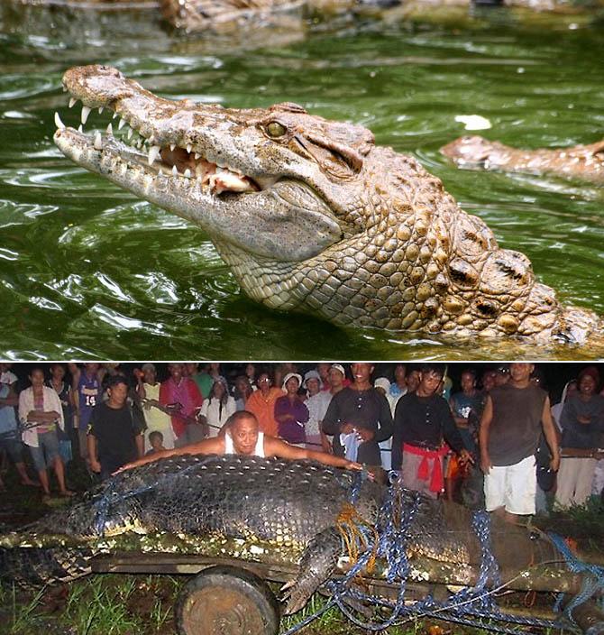 Самые большие животные в мире, Морской крокодил
