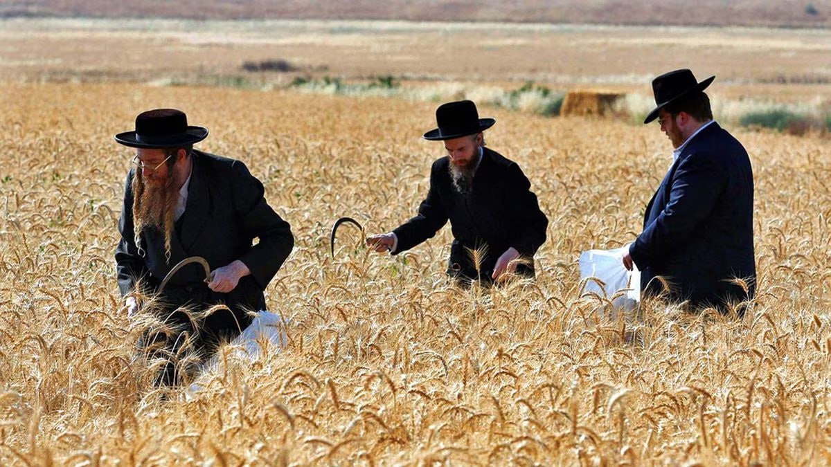 Прикол про поле. Еврейское сельское хозяйство.