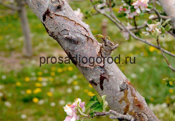 применение уксуса в саду