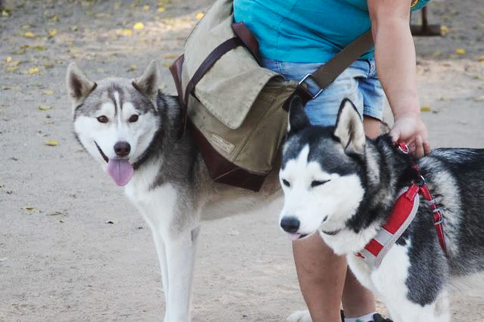 left-huskies-jada-leyla-dog-park-note-1