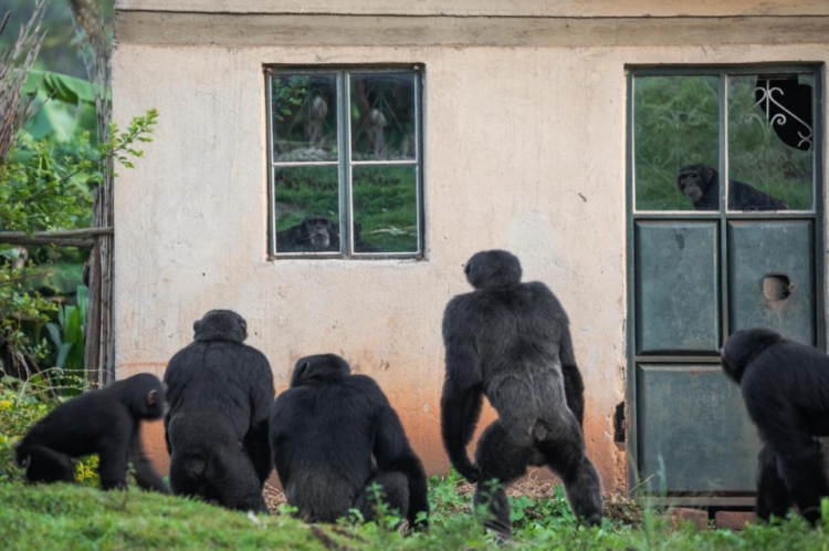 В Уганде шимпанзе объявили войну людям шимпанзе, обезьян, людей, чтобы, Нтегека, просто, детей, местные, также, жители, особенно, всего, Семата, когда, более, Шимпанзе, начали, начать, имени, женщины