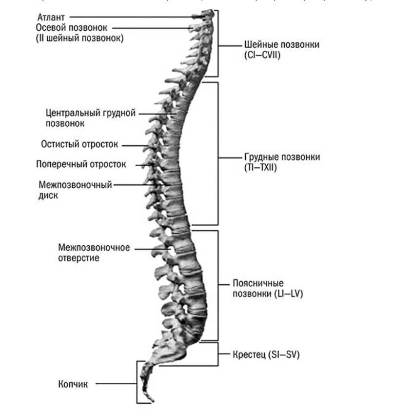 Как устранить смещение позвонков и забыть о многих болезнях