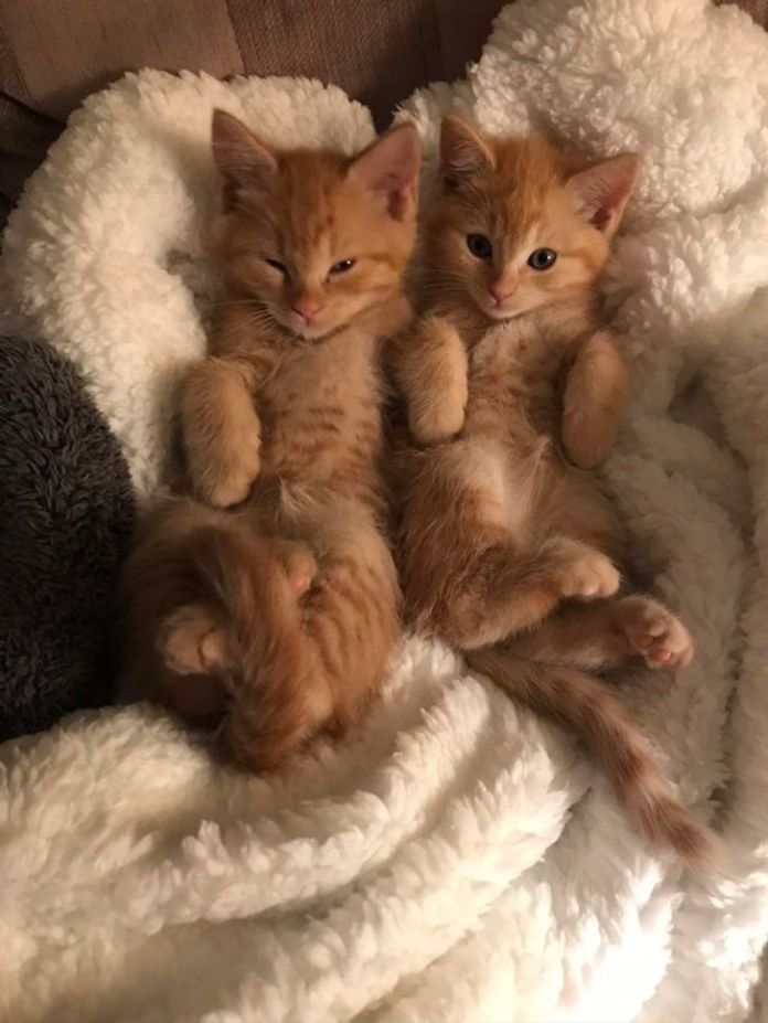 Без кота и жизнь не та