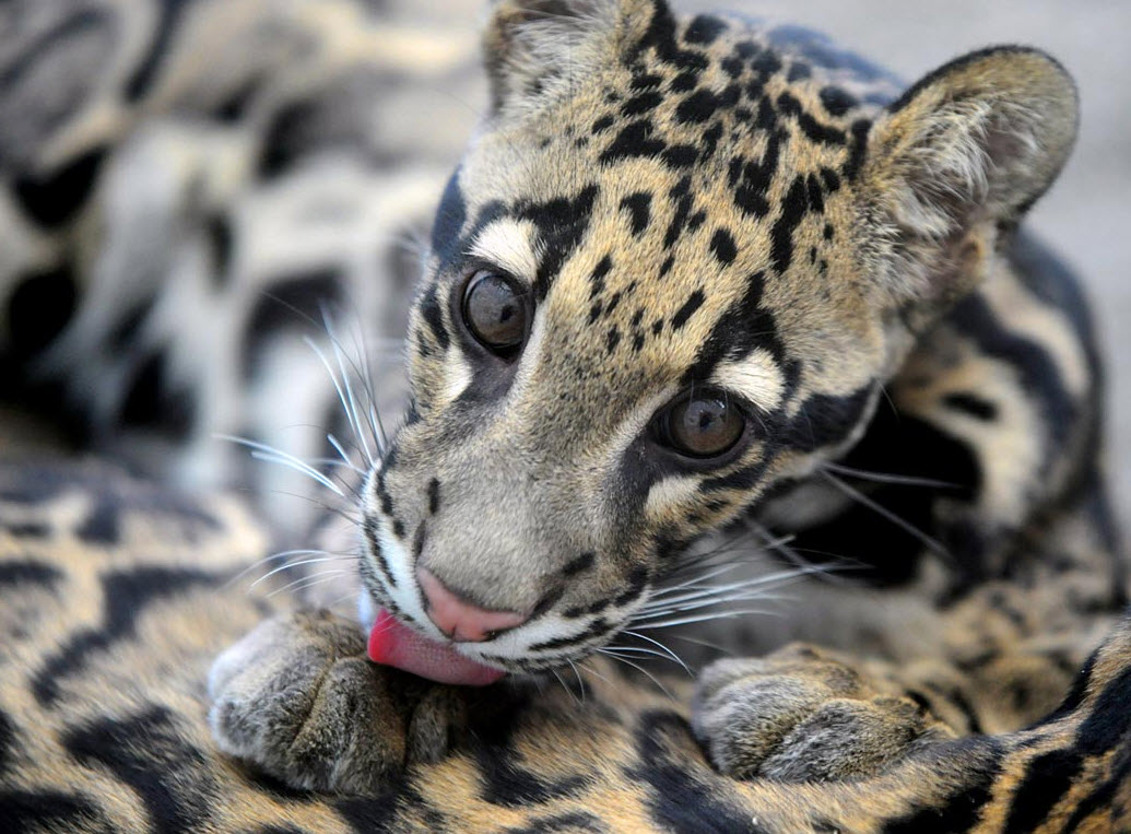 Не подходите слишком близко, это - дымчатый леопард, а не милый котик. Это всем котикам - котик!