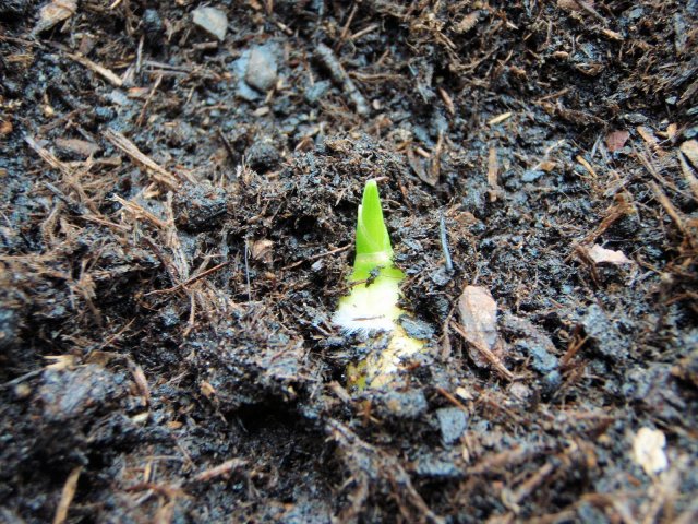 Как вырастить имбирь на даче – все о посадке, уходе и хранении Как вырастить имбирь на даче – все о посадке, уходе и хранении