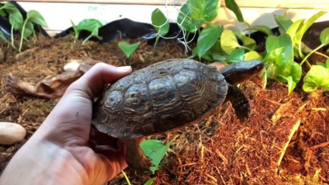 Многим черепахам (ползункам и мягкопанцирным) для выживания как раз нужна и вода, и земля. ©
Shelled Reptiles 
