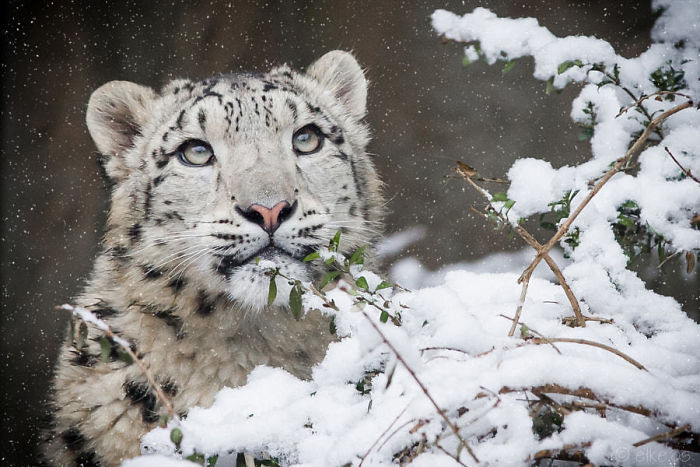 Young Snow Leopard