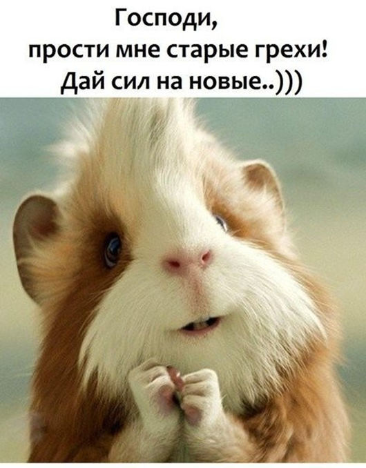 Утро понедельника в животном саду веселые картинки,животные,позитив,Смешные животные