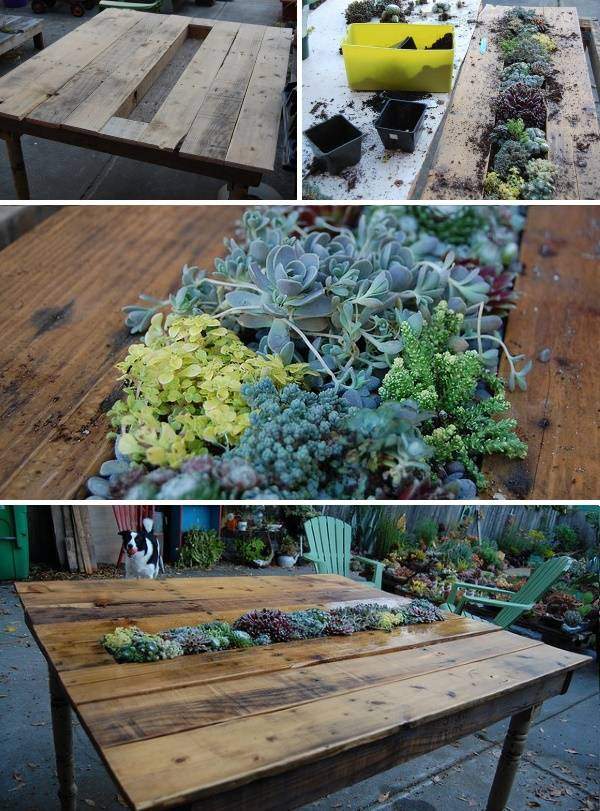 sukkulenty-decor-svoimi-rukami