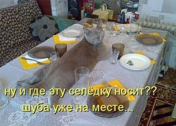 Почему я не очень люблю котов? коты, юмор