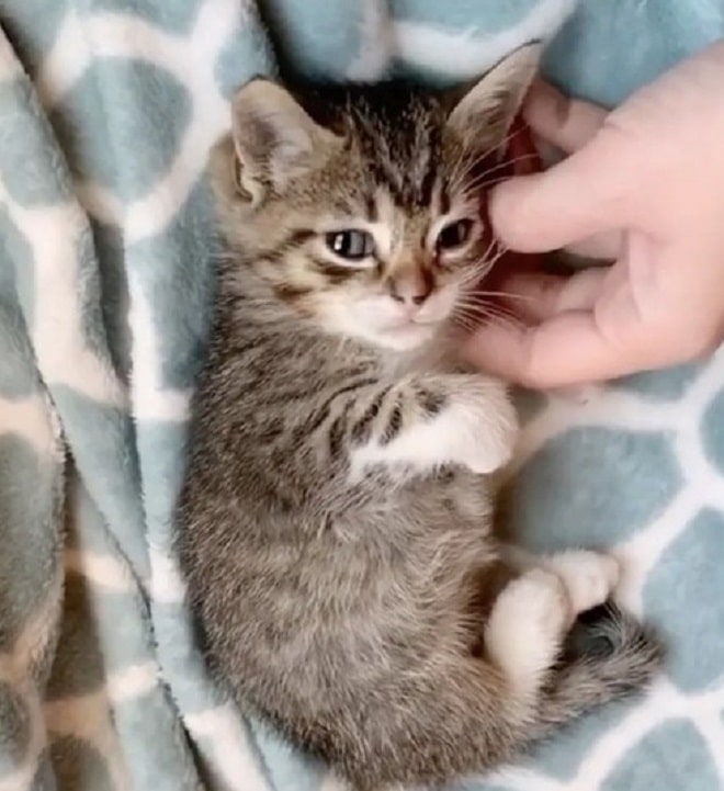 Котенок и рука