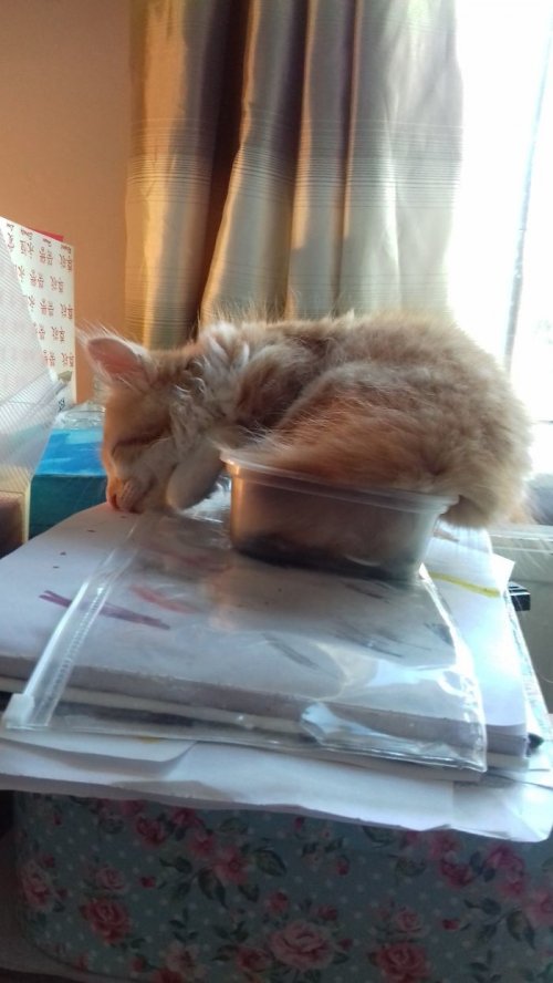 Кошки, которым удобно везде (37 фото)