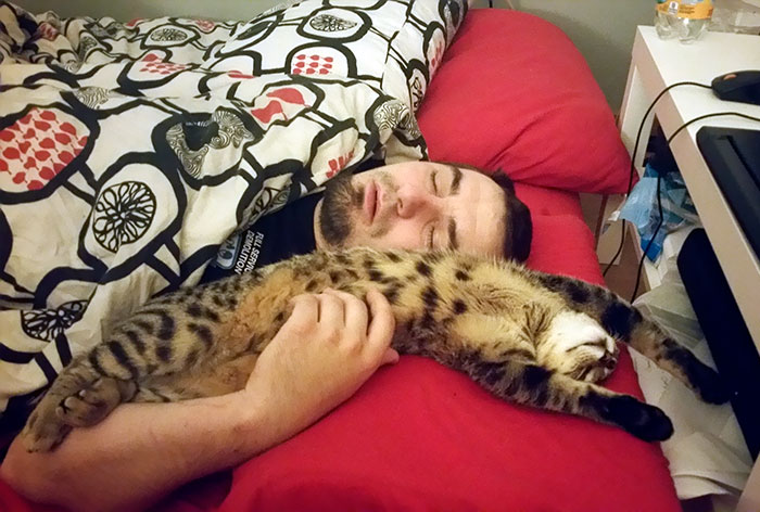 Без кота и жизнь не та