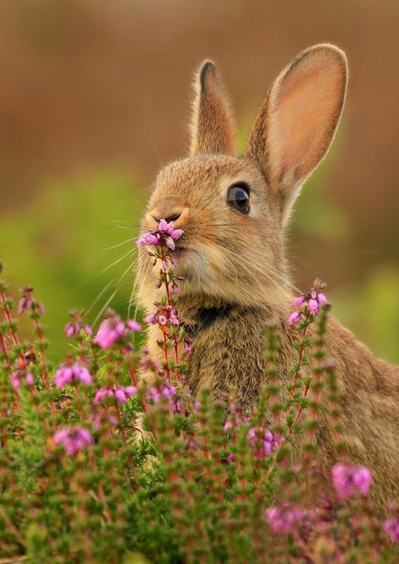 Кролики жуют 120 раз в минуту и имеют больше 17000 вкусовых рецепторов. интересное, кролик, опасность, породы, факты