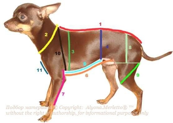 Снятие мерок с домашних животных Бесценно, планируете, комбинезончик, своего, любимчикаСамые, главные, мерки, обхват, туловища, около, передних, задних, длина, спинки