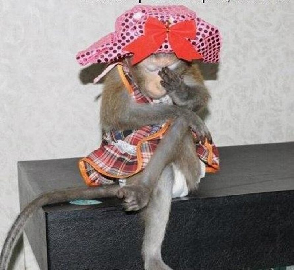Красивые и редкие животные