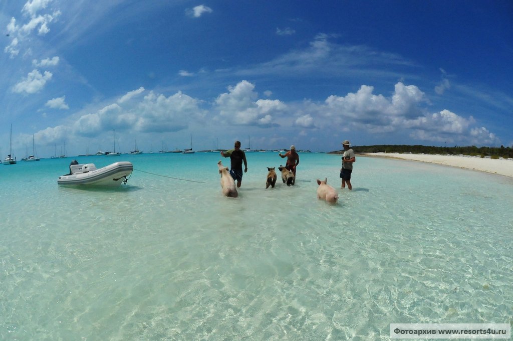 смотритель острова. смотритель острова гамильтон. остров шикотан курильские острова. работа остов. работа остов.