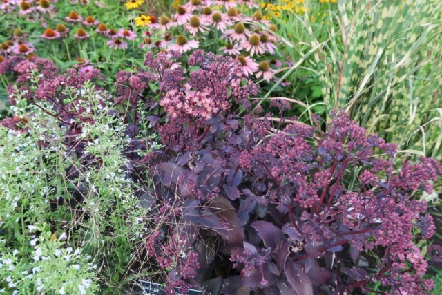 Посадите фиолетовые растения — таинственная изюминка в дизайне сада хорошо, растение, весной, отлично, садах, «Перпл, более, Перпл», осенью, высоту, листва, усеивают, листья, менее, растений, «Блэк, растения, простой, «Роял, регионах