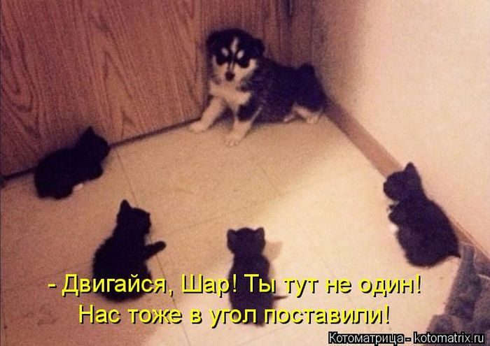Лучшие котоматрицы за прошедшую неделю