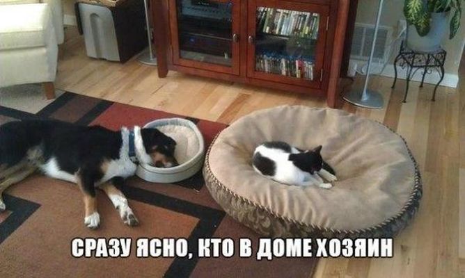 Веселые приколы с котами (11 фото)