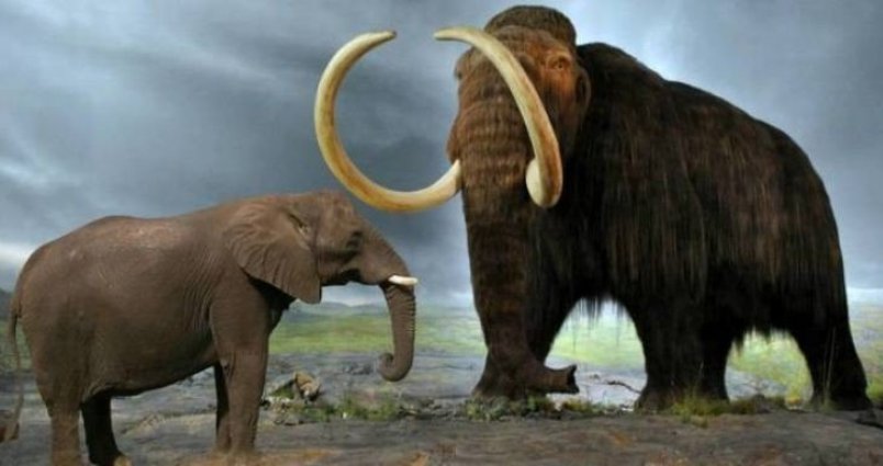 Мастодонты и мамонты — чем отличались древние предки слонов