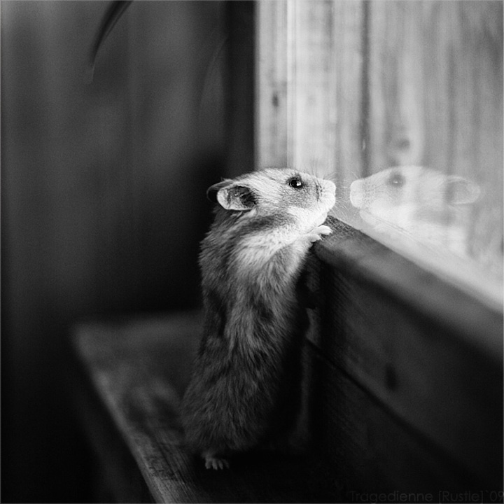 МИЛЫЕ И СМЕШНЫЕ МИЛЫЕ И СМЕШНЫЕ веселые картинки