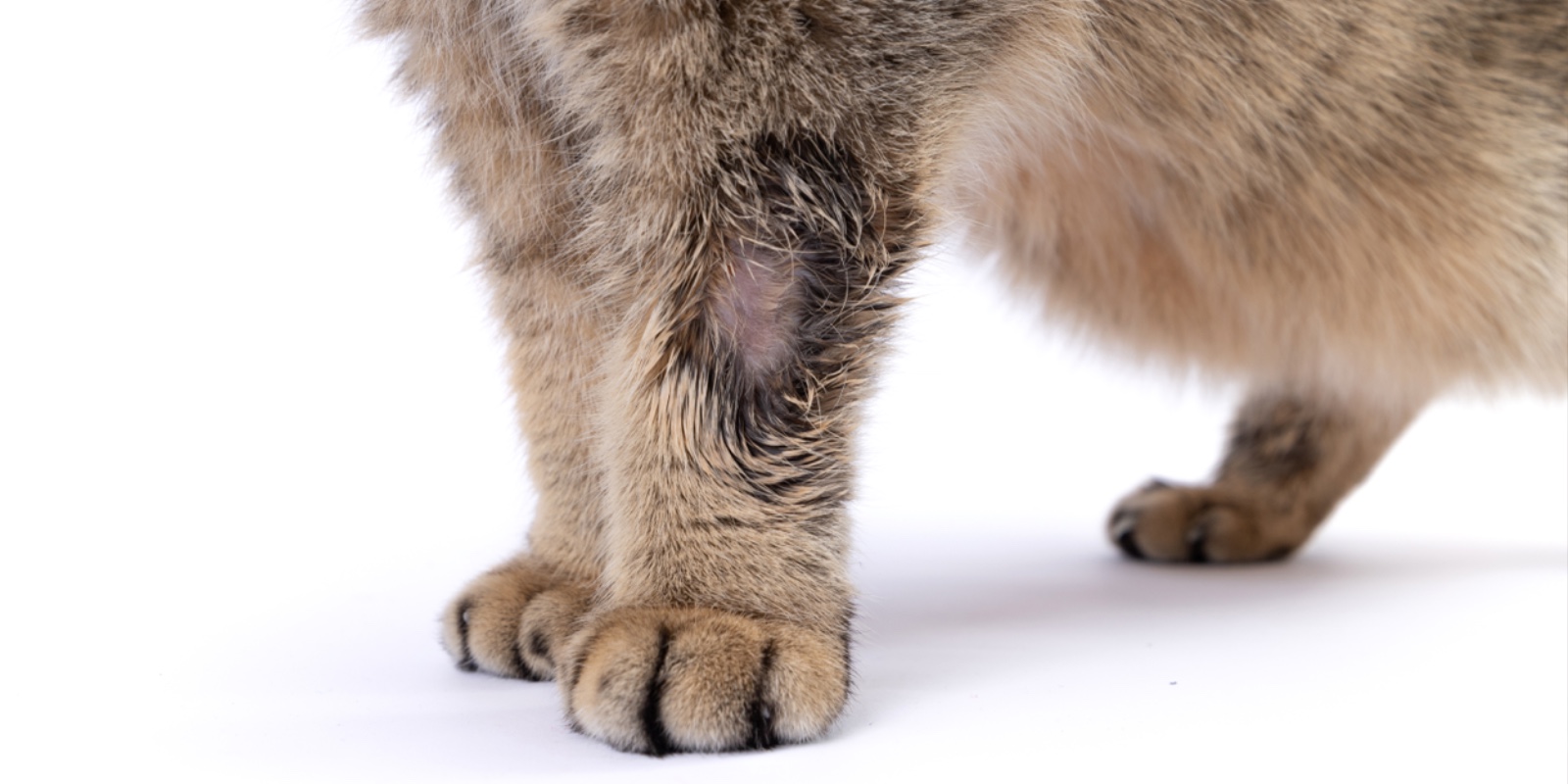 Как распознать лишай у кошки: из-за выпадения шерсти появляются лысые участки