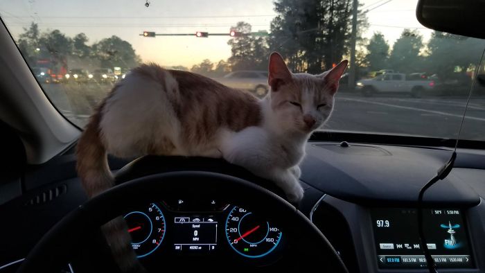 So I'm In The Taco Bell Drive Through And He Jumps Through My Car Window And Into My Lap. Meet Jose