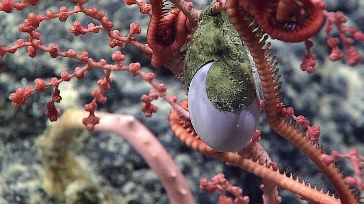Яйцо глубоководного осьминога (сиреневое) в хитиновой оболочке. Тихого океана, снимки