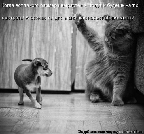 Свежая котоматрица (26 фото)