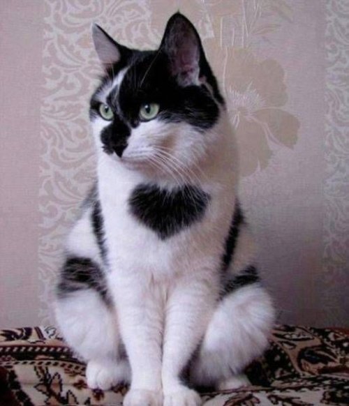 Прикольные картинки скрасят понедельник (40 шт)